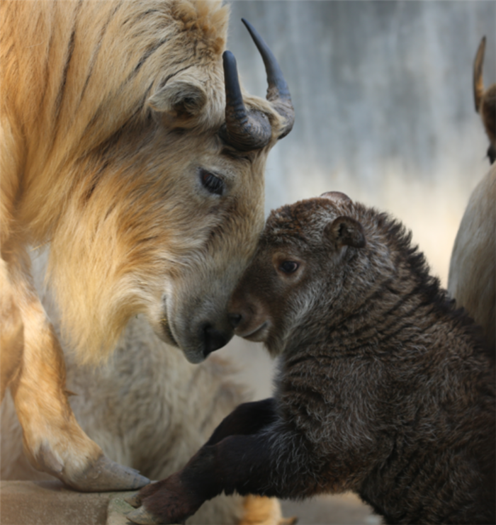 陕西省林业科学院珍稀野生动物救护基地喜迎2020年第三只新生羚牛宝宝