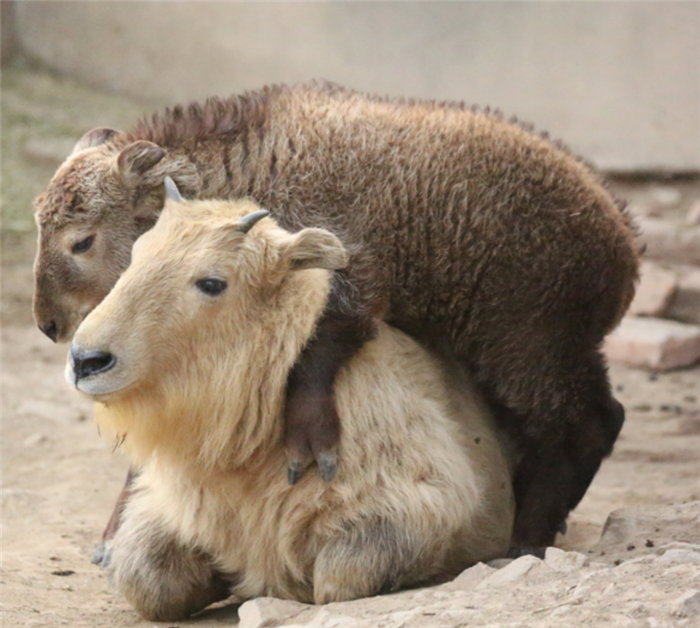 陕西省林业科学院珍稀野生动物救护基地喜迎2020年第三只新生羚牛宝宝