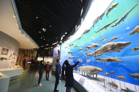 重庆自然博物馆开门迎客 市民需实名预约参观