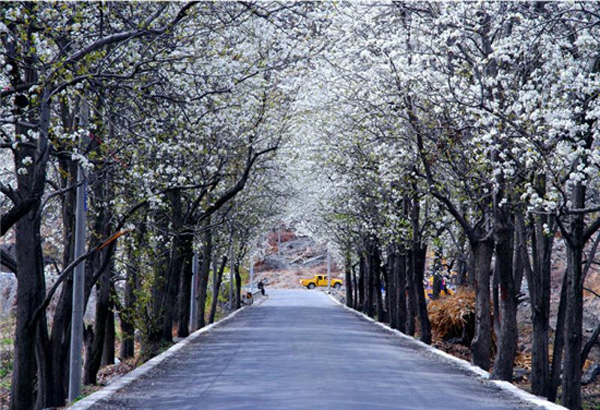 图片默认标题_fororder_金川世外梨园风光
