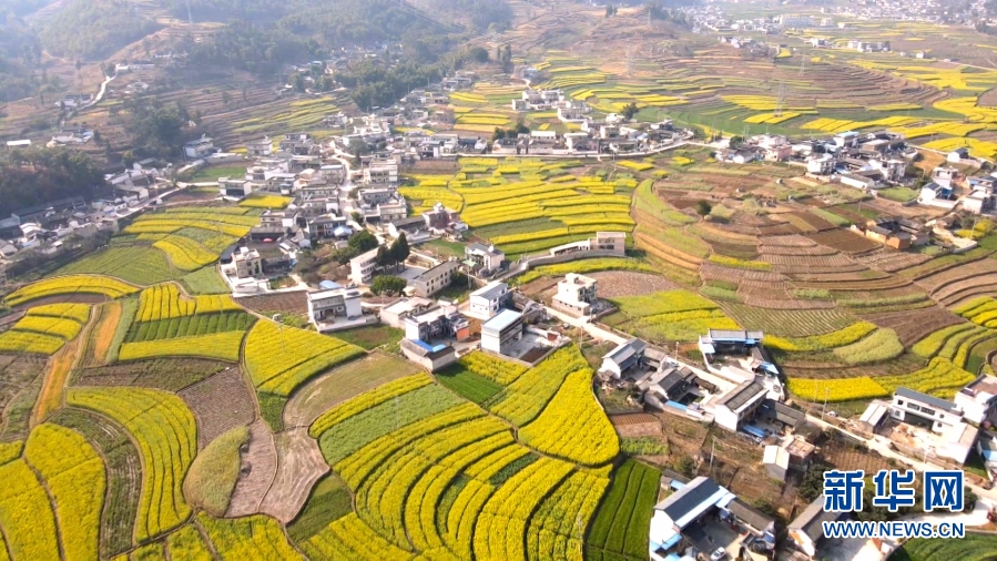 云南施甸油菜花香醉春光