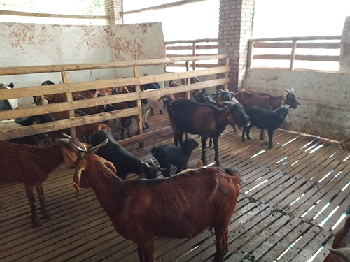 图片默认标题_fororder_张少容家的羊长势很好（摄影-赵晨希）