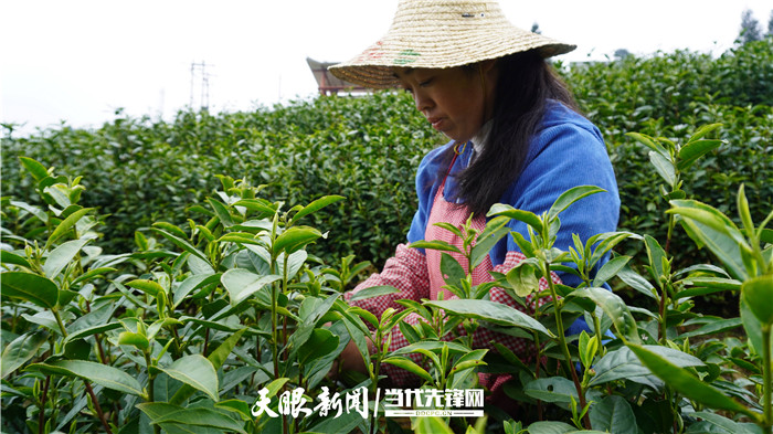 （中首）贵州丹寨：春茶香 采茶忙