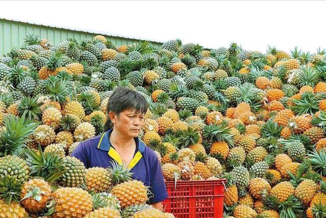 民进党当局喊民众多吃菠萝，真能解决实际问题吗？_fororder_boluo 2