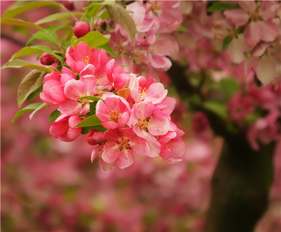 南京·浦口第七届海棠花节将于3月18日开幕