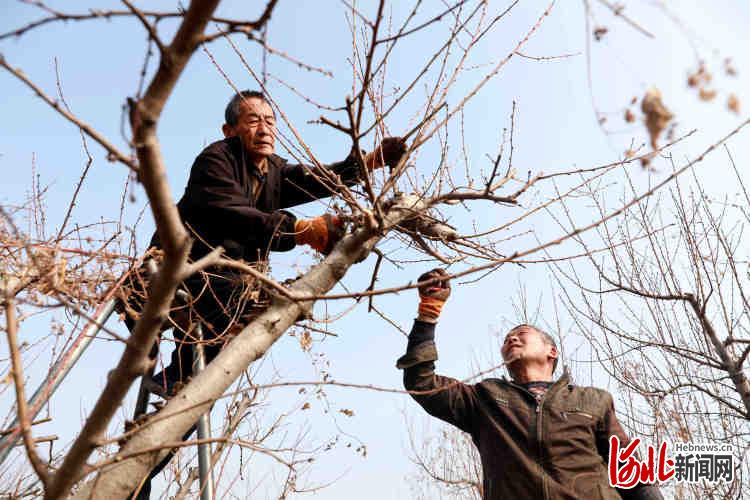 河北邢台：春日果树管护忙