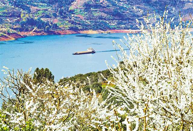 【城市远洋】第三届长江三峡（巫山）李花节将于3月6日开幕