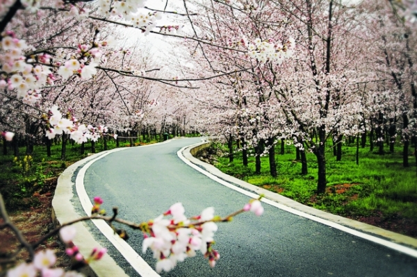 贵州贵安樱花园明天起对外开放 游客入园需实名预约