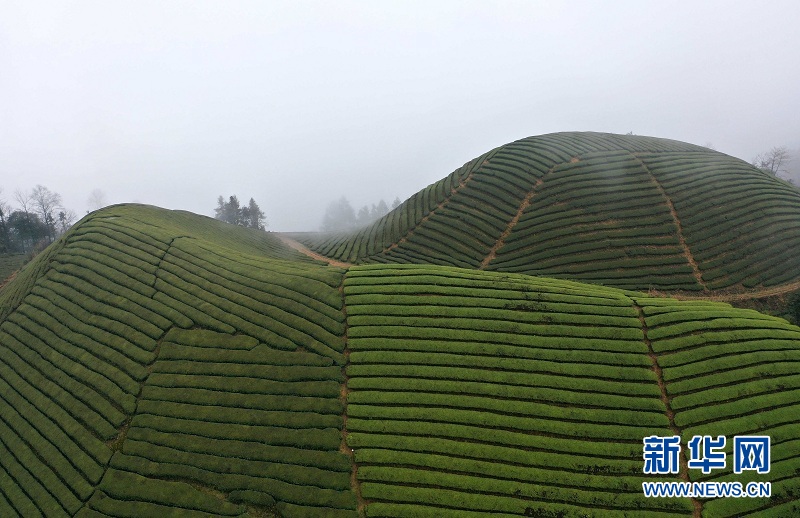 湖北鹤峰：雾绕茶山似画卷