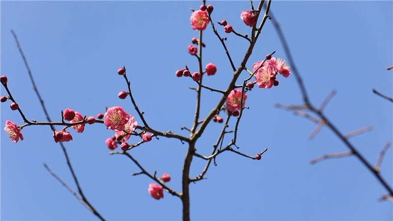 临沂郯城梅花吐蕊春意浓 花瓣在风中轻轻摇曳_fororder_3