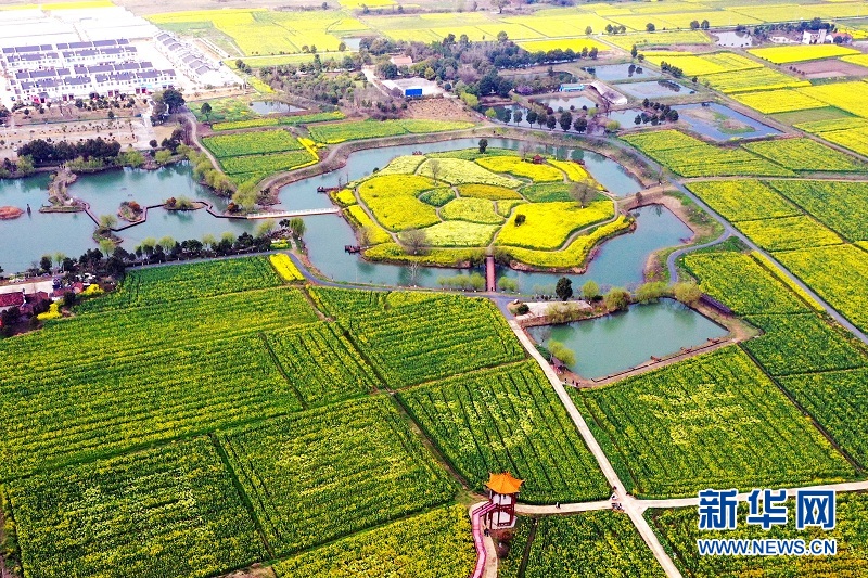 2021年湖北省油菜花节在荆门沙洋启动