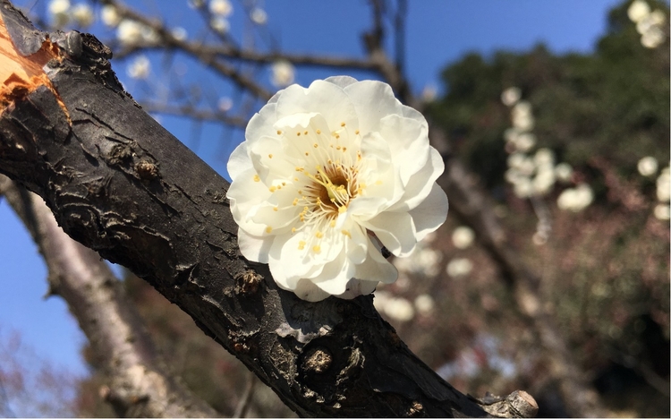 赏花季来了 同程航旅推出全国赏花线路优惠