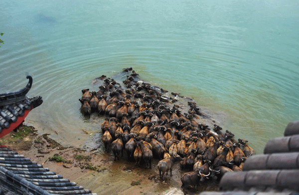 图片默认标题_fororder_3