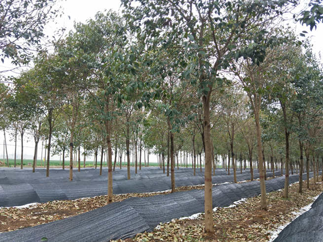 平顶山市郏县开辟生态廊道林下种植新模式