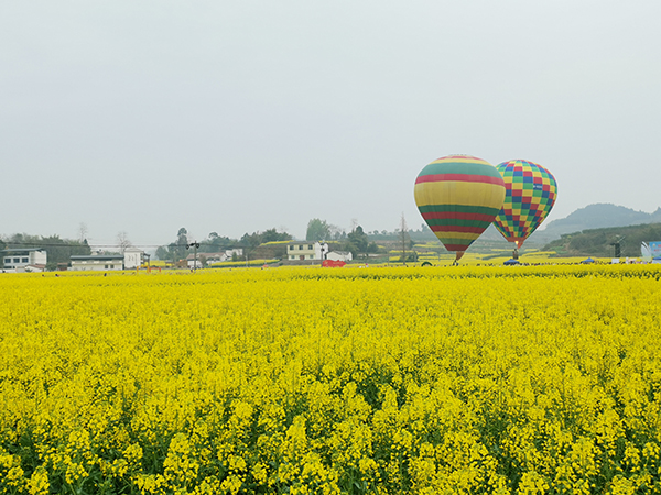 "乡"约春天 2021四川·罗江第二届油菜花节精彩开幕