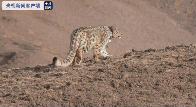 青海、ユキヒョウを野外に戻す_fororder_ネット２