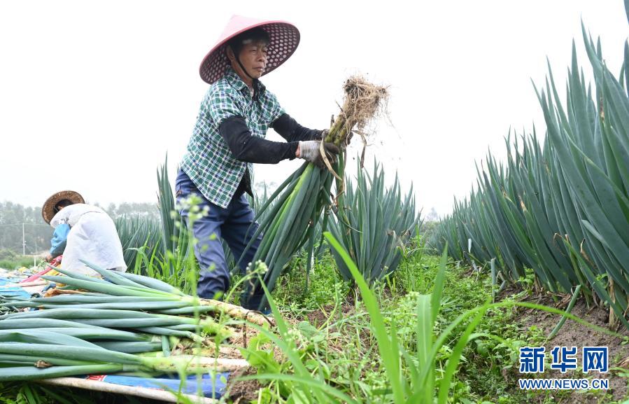 福建漳浦：春季大葱采收忙