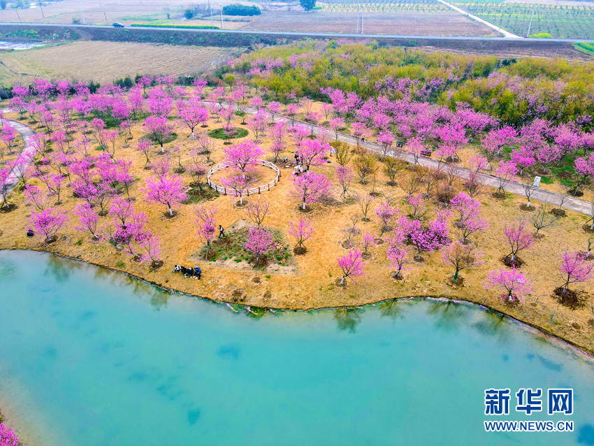 樱花满园似仙境