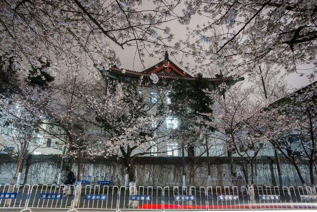 南京の鶏鳴寺路、夜桜ライトアップ_fororder_D 1