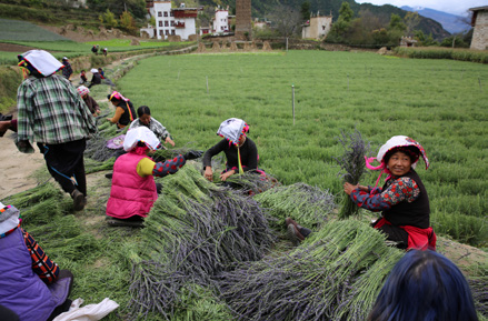 A Close Look at a Tibetan Forest School A Close Look at a Tibetan Forest School_fororder_微信图片_202103081148113