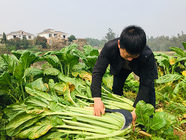 宜宾市翠屏区:激优势产业活力 奏乡村振兴乐章_fororder_收割现场