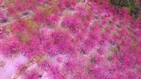 贵州思南：百亩樱花竞相绽放 众多市民踏青赏花