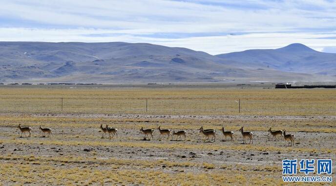 चरवाहों के साथ सद्भावना से रहने वाले तिब्बती मृग_fororder_W020210118481428742933