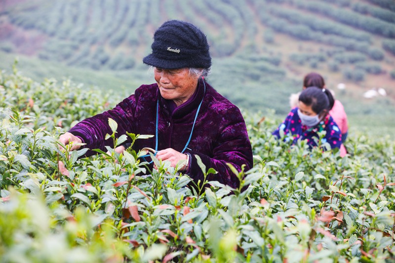 河南信阳：春光好 采茶忙