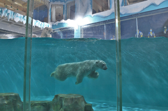 与北极熊做邻居 全球首个北极熊酒店将于3月12日营业啦