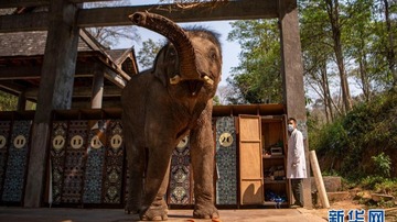 අලින්ගේ ශාරීරික පරික්ෂාව