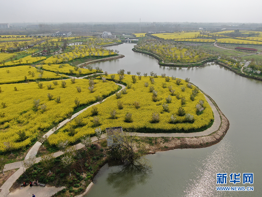 【“飞阅”中国】湖北安陆千亩花海待客来