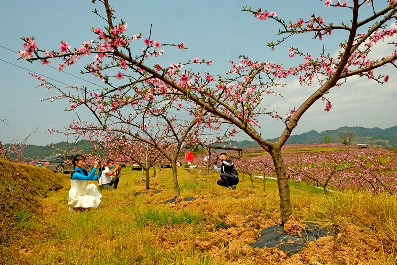 【OK】贵州天柱：桃花开 游客来（组图）