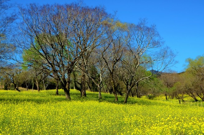 3月9日 火曜日_fororder_屏幕截图 2021-03-09 223228