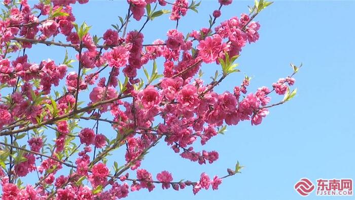 복숭아꽃이 만발한 복건성 삼명우계서성 복숭아꽃이 만발한 복건성 삼명우계서성_fororder_t3