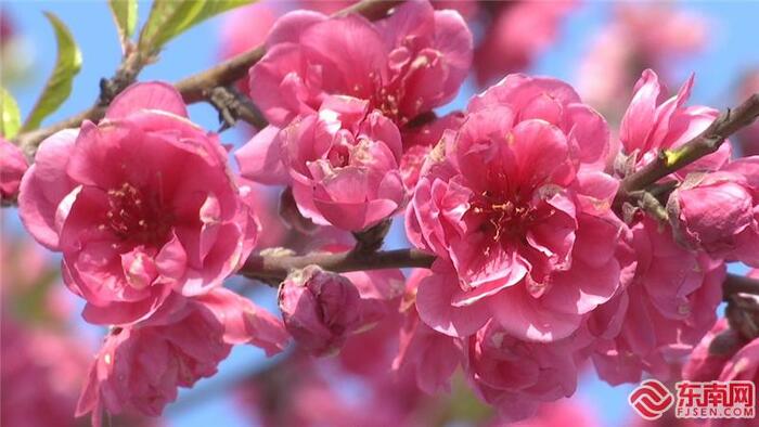 복숭아꽃이 만발한 복건성 삼명우계서성 복숭아꽃이 만발한 복건성 삼명우계서성_fororder_t1