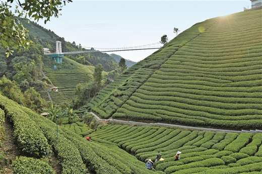广西贺州：油茶绿了荒山富了老乡