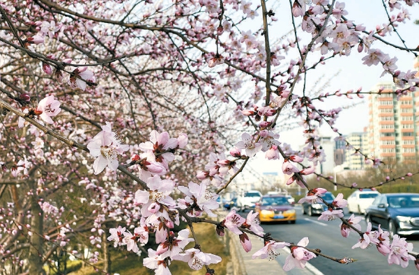 「花を観賞し建築を読む」 12のテーマ観光ルート発表=北京_fororder_2222