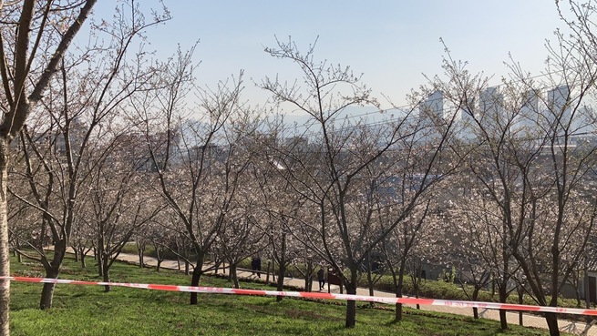 3月23日 火曜日_fororder_微信图片_20210323122701