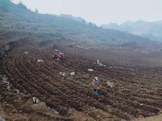 【OK】贵州六盘水：深化农村产业革命 促进农民工就地就近就业