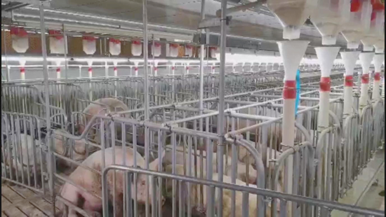 【OK】贵州六枝特区：年产15万头子猪养殖项目成功投产