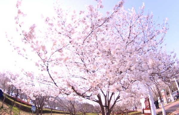 浪漫樱花富美鹤城 鹤壁樱花文化节将于4月2日开幕