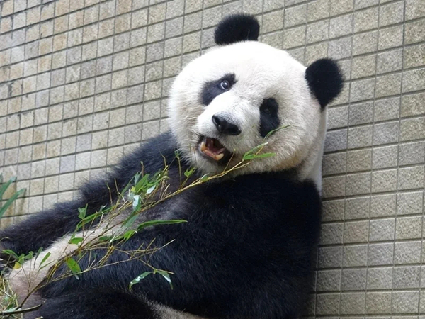 大熊猫“圆仔”完成首次全身健康检查 身体比妈妈还强健