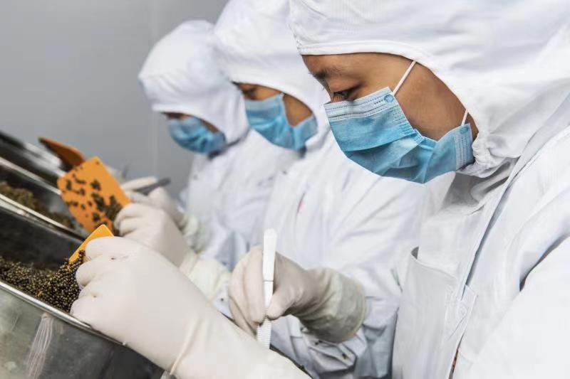 雅安天全县依托优质山水打造冷水鱼现代农业园区_fororder_工人们在车间加工鱼子酱 供图 天全润兆鲟业有限公司