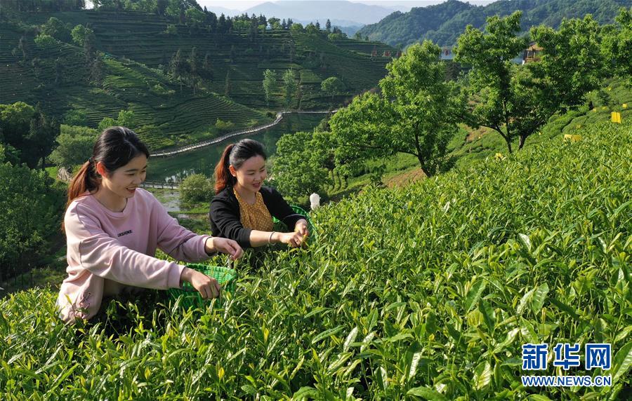 安徽六安：茶谷景色美