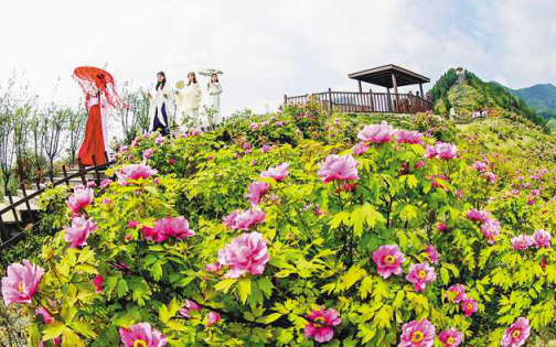 垫江恺之峰旅游景区的牡丹花进入盛花期 摄影 向晓秋