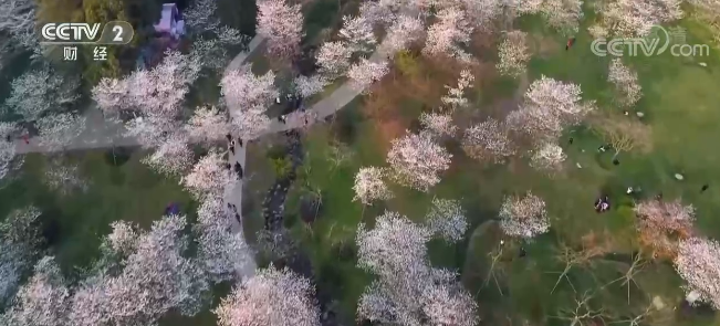 湖北武汉:灯光秀点亮樱花季 两江四岸花影流光