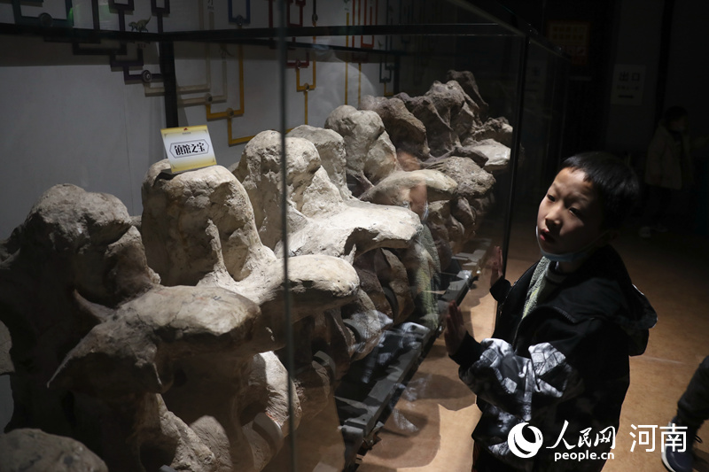 堪称绝品 河南自然博物馆发布首批十大镇馆之宝