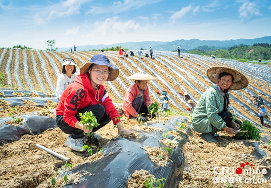 黔东南天柱：“三支力量”助农移栽辣椒2万亩