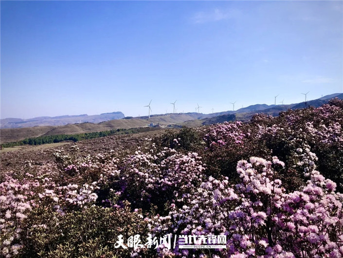 （旅游）乌蒙大草原：杜鹃花开春意浓 草原风光美