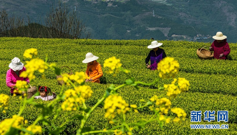 湖北秭归：万亩茶园吐新绿 茶农抢采“明前茶”